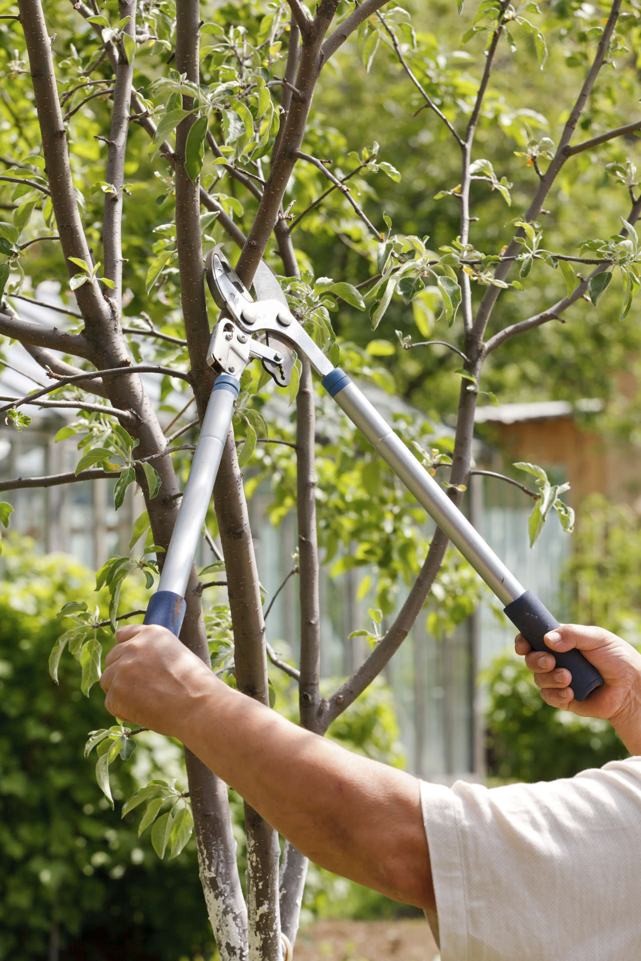 Rejuvenation Pruning