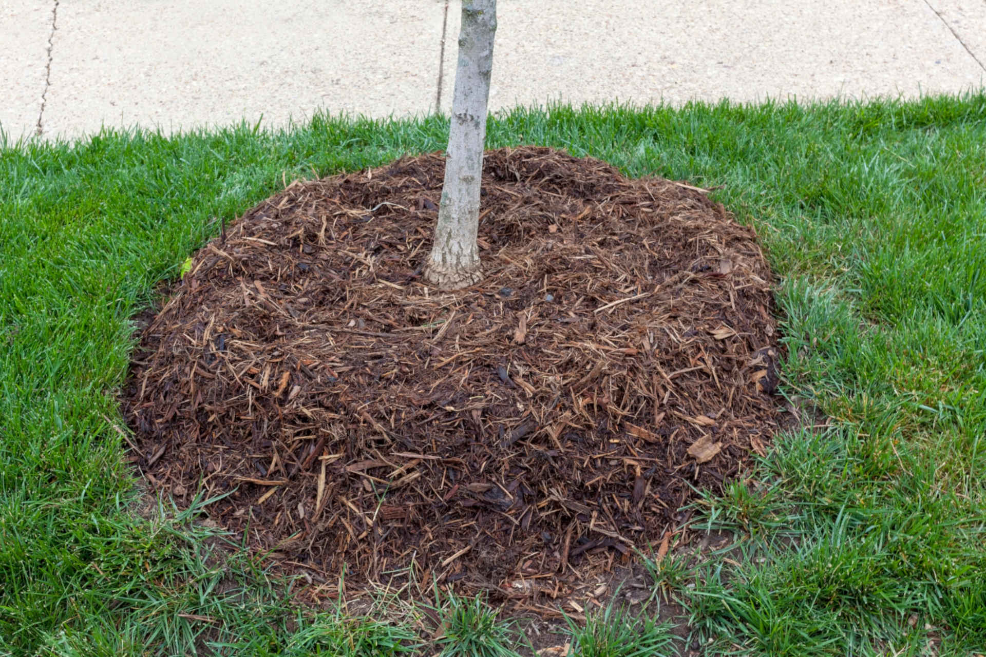 Winter Mulch