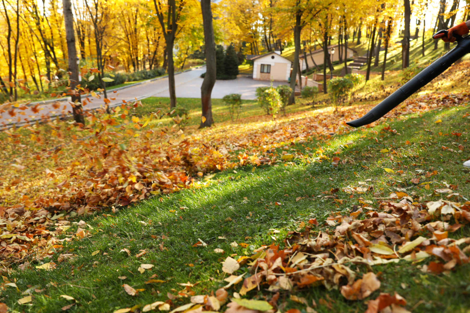 The Importance of Leaf Removal Throughout Winter
