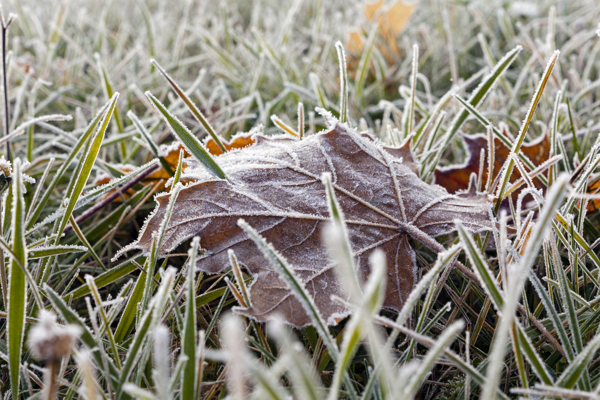 Your Lawn and Frost Damage
